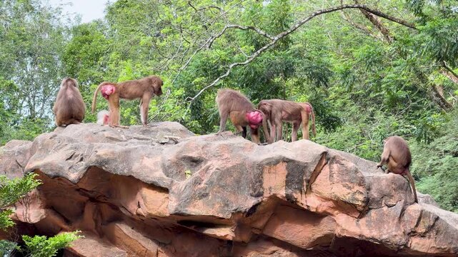 Troop of Hamadryas Baboons Interacting on a Large Rock Formation