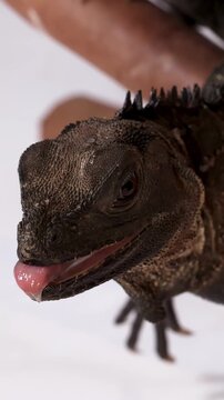 Close Up of a Sailfin Lizard Opening Its Mouth on White Background