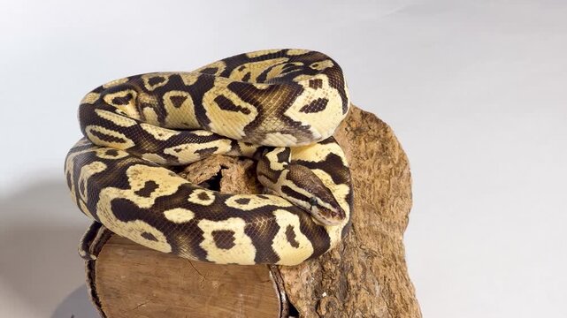 Coiled Ball Python Resting on a Wood Log Against White Background
