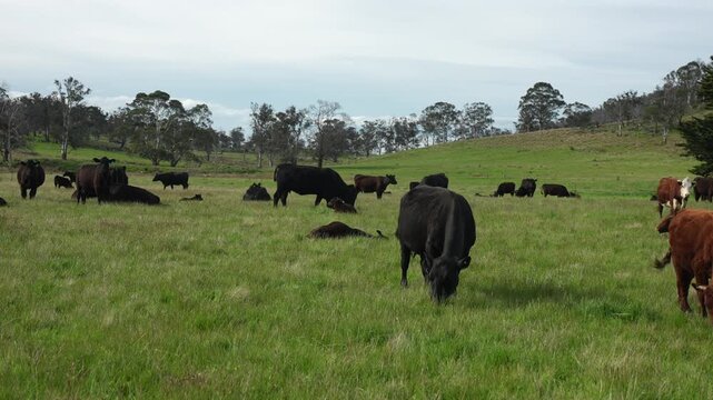 Australian wagyu cows grazing in a field on pasture. close up of a black angus cow eating grass in a paddock in springtime in australia