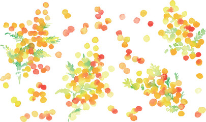 水彩画。水彩タッチのミモザのベクターイラスト。春のミモザ水彩フレーム。Watercolor painting. Vector illustration of a mimosa with a watercolor touch. Spring mimosa watercolor frame.