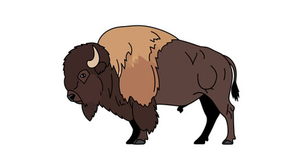 Illustration of a Bison with Detailed Fur and Horns