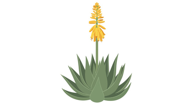 Vibrant yellow inflorescence crowning a robust green aloe plant, a natural symbol of wellness and botanical beauty, isolated on a crisp white