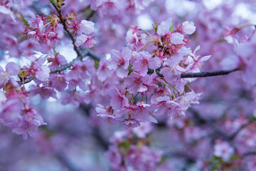 Fototapeta premium 河津桜（Cerasus × kanzakura ‘Kawazu-zakura’）／濃ピンクのサクラをアップ／埼玉県・3月