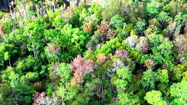 Emerald Pool is a natural spring with a greenish-blue color, located in a protected forest and wetland area within the Khao Pra-Bang Kram Wildlife Sanctuary in Krabi Province, Thailand.