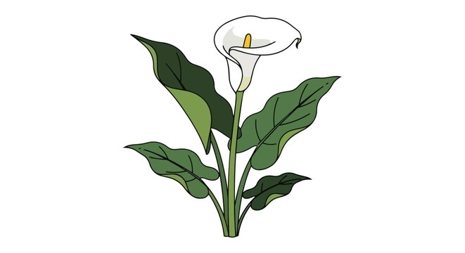 Elegant white calla lily flower illustration showcasing natural beauty and serene botanical details