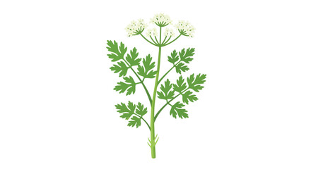 A vibrant botanical illustration featuring a fresh green plant with delicate white flower clusters perfect for natural and organic themes and