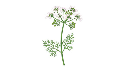 Vibrant Botanical Illustration of an Umbellifer Plant with White Flowers and Feathery Green Leaves