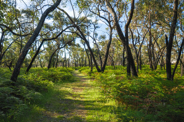 Fototapeta premium Path in the bush at Naracoorte caves National Park. South Australia.