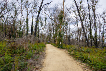 Obraz premium Path in the bush at Halls Gap with one man at the end of the path. Victoria, Australia