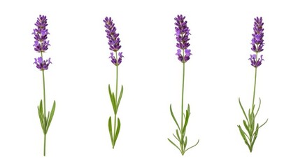 Obraz premium Four lavender stems with purple flowers
