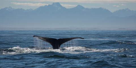 Humpback whale tail fluke diving into the ocean at sunset
