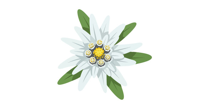 Pristine flat design edelweiss flower vector art with green foliage and delicate white bracts