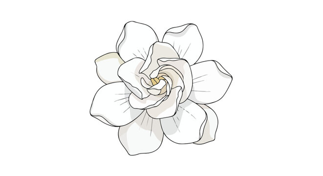 Pristine white gardenia illustration delicate petals a beautifully rendered botanical drawing with subtle shading and elegant lines on a bright