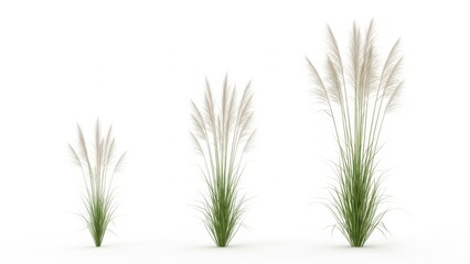Three ornamental grasses in various sizes