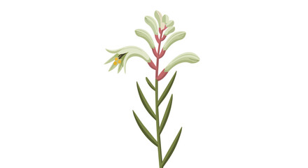 Stylized Australian kangaroo paw flower illustration with cream blossoms and vibrant green foliage on a clean white background delightful floral