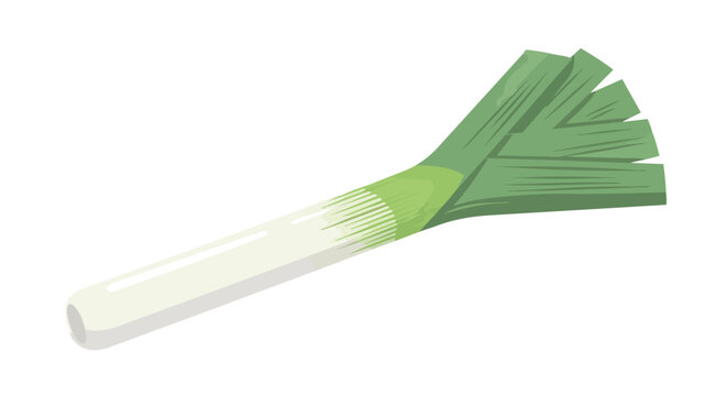 A vibrant fresh leek illustration depicting a healthy cooking ingredient with strong culinary appeal and dietary benefits perfect for modern recipes
