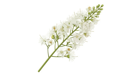 Fototapeta premium Elegant botanical illustration of white flowers on a green stem, a clean and minimalist spring blossom design.