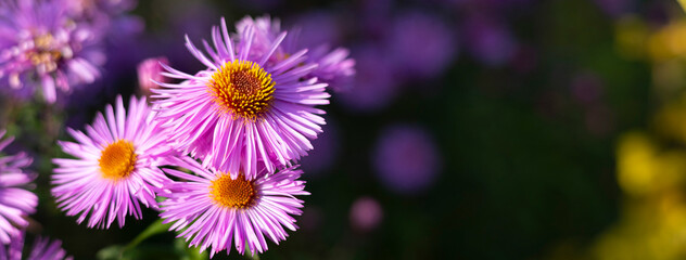 Fototapeta premium Erigeron speciosus.A type of fleabane daisy, likely the cultivar 'Pink Jewel'