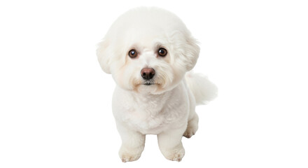 Obraz premium Adorable Bichon Frise puppy isolated PNG, small white dog with fluffy fur on transparent background, cute pet for design projects