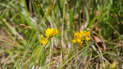 Natural Camouflage - Yellow Butterfly Blending Into Field Grass and Flowers © Vincent Cazajous