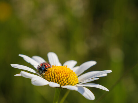 Bee Eating Beetle Trichodes Apiarius on Oxeye Daisy Flower