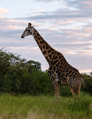Obraz premium Majestic giraffe grazing in Kruger National Park during a serene South African sunset