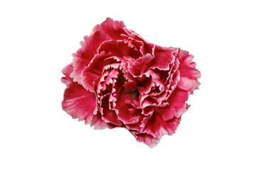 鮮やかな赤と白のカーネーションの切り抜き