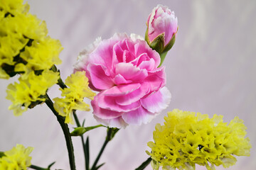 ピンクのカーネーションと黄色のスターチス