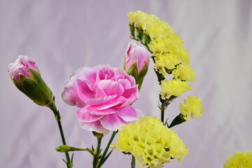 ピンクのカーネーションと黄色のスターチス