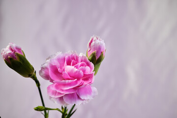 綺麗なピンクのカーネーション