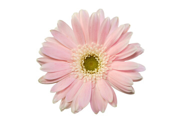 綺麗なピンクのガーベラの切り抜き素材