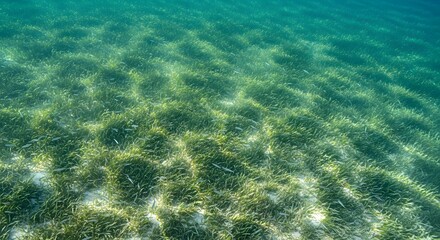 Fototapeta premium Clean underwater top-view of seagrass