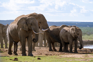 Obraz premium Majestic elephants gather near the waterhole in Addo Elephant Park, South Africa