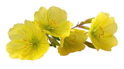 Obraz premium Bright Yellow Flowers Cluster isolated on a transparent background