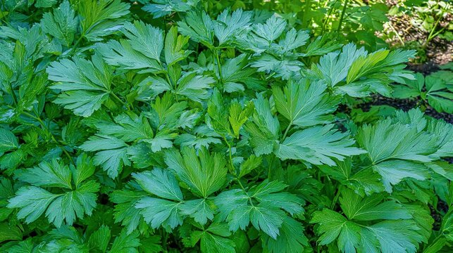 lovage. A cluster of tall, vibrant green lovage plants thriving in a cottage garden. gardening catalogs, home-decor guides, designed for home decor and floral branding, used by researchers.