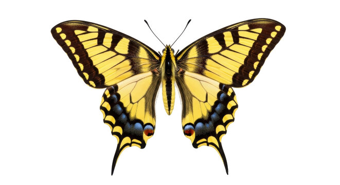 Eastern tiger swallowtail butterfly PNG isolated on transparent background, yellow and black insect with wings open for design use