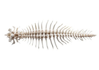 Obraz premium Complete animal spine skeleton, displaying intricate bone structure, isolated against black