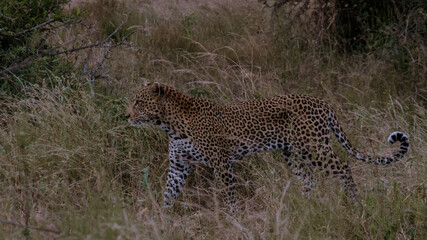 Obraz premium A stunning leopard moves stealthily through the tall grass of Kruger National Park