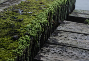 Obraz premium Green moss growing on old wet wooden dock planks