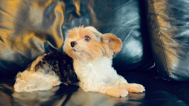 cute yorkshire terrier dog laying on leather sofa at home