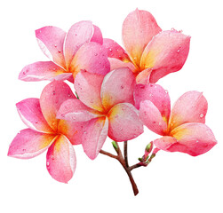 Watercolor painting of several pink & yellow plumeria flowers on a short branch