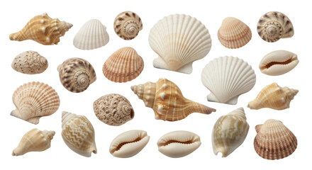 Collection of various seashells, showcasing diverse shapes, sizes, and textures, arranged on a white background.