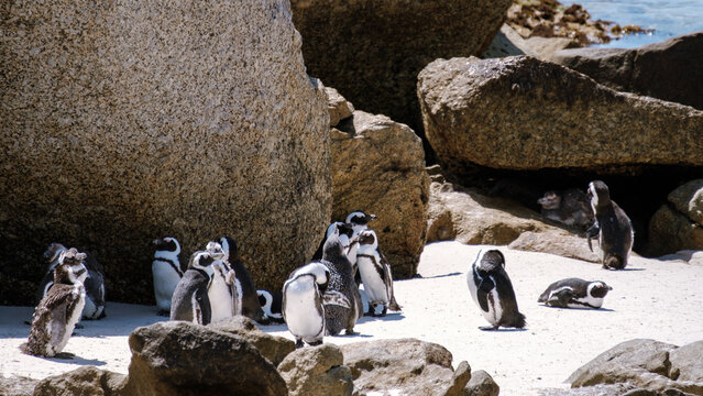 Explore Boulders Beach with charming African penguins in Simons Town, Cape Town