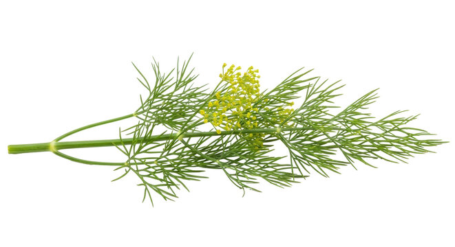 Fresh dill with yellow flowers isolated PNG, aromatic herb for cooking and garnishing on transparent background