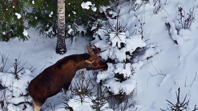 Moose in snowy forest, tranquil winter moment, wildlife exploration