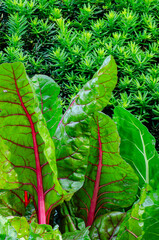 590-01 Chard and Yew