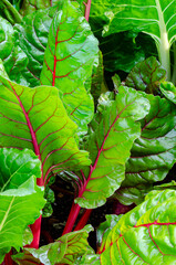 590-03 Swiss Chard