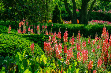 590-34 Snapdragons at Cantigny