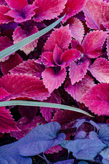 590-21 Coleus with Contrasting Leaves
